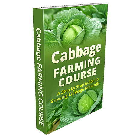 Cabbage