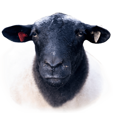 Sheep