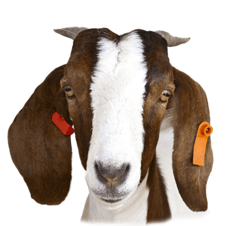 Goats
